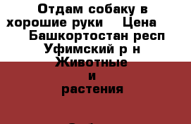 Отдам собаку в хорошие руки  › Цена ­ 100 - Башкортостан респ., Уфимский р-н Животные и растения » Собаки   